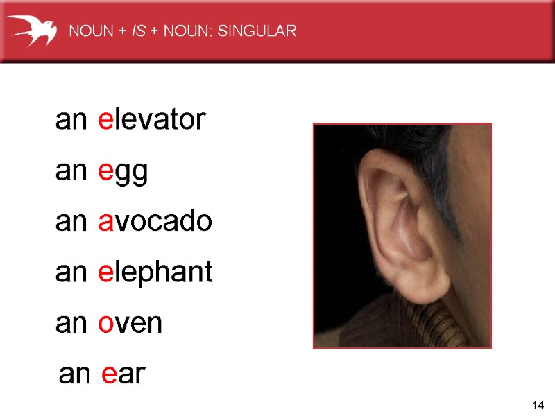 14 an elevator an egg an avocado an elephant an oven an ear NOUN